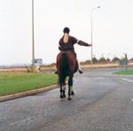 Horse at roundabout